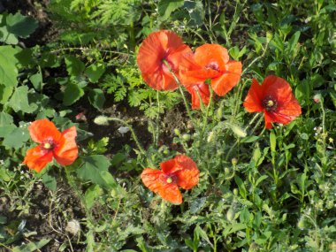 Oriental haşhaş (gelincik orientale) 