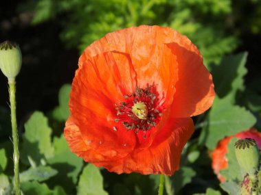 Oriental haşhaş (gelincik orientale) 