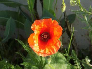 Oriental haşhaş (gelincik orientale) 