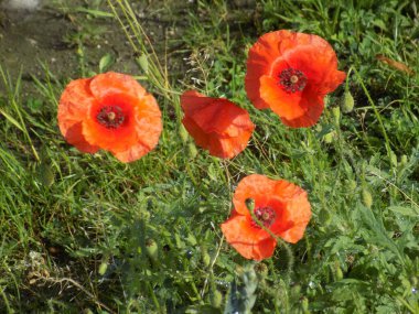 Oriental haşhaş (gelincik orientale) 