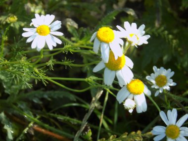 Chamomile or chamomile is a genus of annual, highly branched plants  