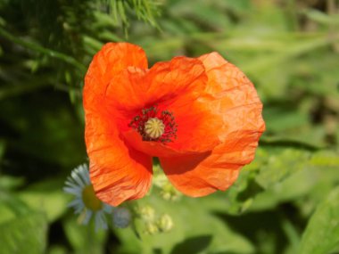 Oriental haşhaş (gelincik orientale) 