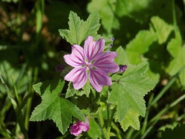 Forest mallow, forest mallow, common mallow, zensiver (lat. Malva sylvestris L., Malva grossheimii Schischk.)