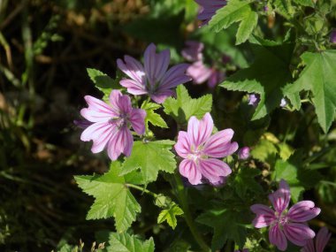 Forest mallow, forest mallow, common mallow, zensiver (lat. Malva sylvestris L., Malva grossheimii Schischk.)