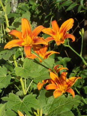 Lily (Lilium, Ukraynalı halk ismi Lily)