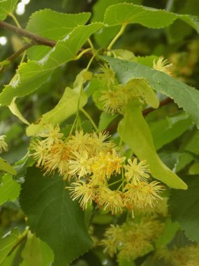  Linden (Tilia), Mallow familyasından bir ağaç cinsidir.          
