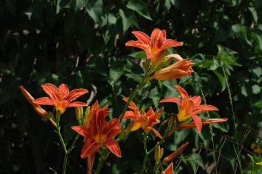  Lily (Lilium, Ukraynalı halk ismi Lily)  