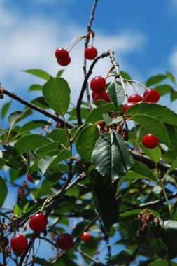  Genel kiraz (Prunus cerasus L.)