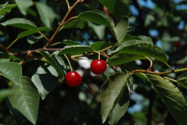  Genel kiraz (Prunus cerasus L.)