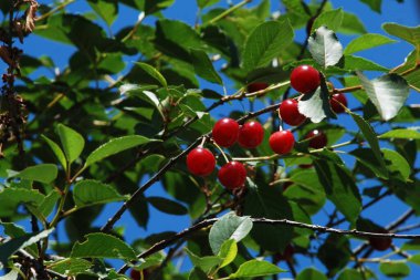  Genel kiraz (Prunus cerasus L.)