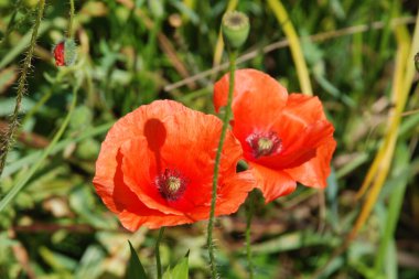  Oriental haşhaş (gelincik orientale) 