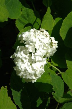 Hydrangea (Hydrangea) is a genus of flowering plants of the Hydrangea family