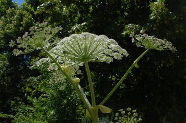 Borschivnik Sosnowski (Heracleum sosnowskyi Manden.)