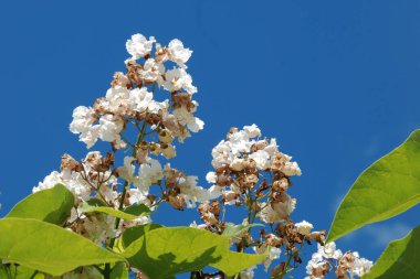Catalpa (Katalpa), Bignoniaceae familyasından bir ağaç cinsidir.. 