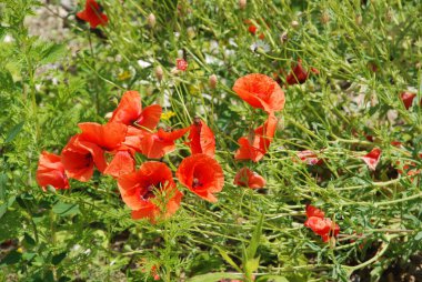  Oriental haşhaş (gelincik orientale) 