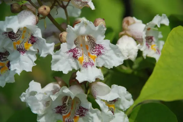 stock image Catalpa (Catalpa) is a genus of flowering trees of the Bignoniaceae family. 