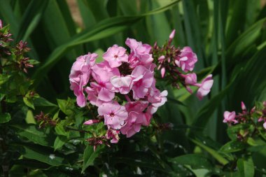 Phlox (lat. Phlox, Polemoniaceae familyasından güzel çiçekli bir bitki cinsidir..