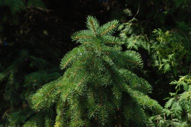  Dikenli, mavi veya Colorado ladin (Picea pungens Engelm.)