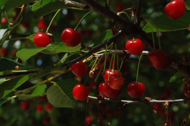  Genel kiraz (Prunus cerasus L.)