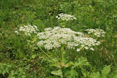 Borschivnik Sosnowski (Heracleum sosnowskyi Manden.)