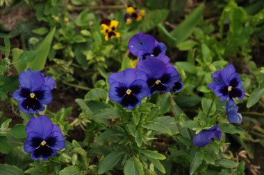 Üç renkli menekşe, vahşi nonoş (Viola üç renkli L.)