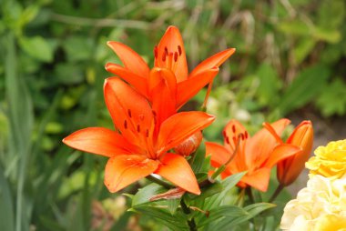  Lily (Lilium, Ukraynalı halk ismi Lily)  