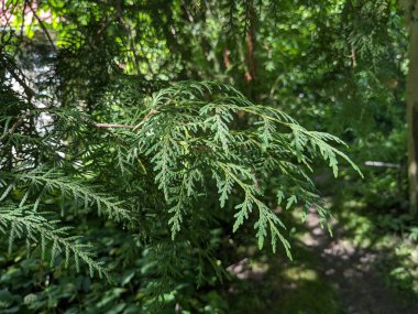 Thuja is a genus of evergreen coniferous trees and shrubs of the cypress family  