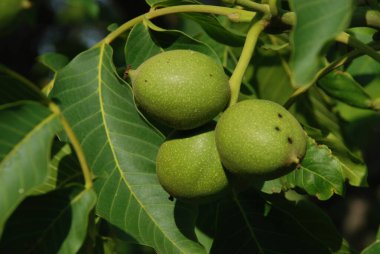 Ceviz, o da ceviz (Juglans regia L.)