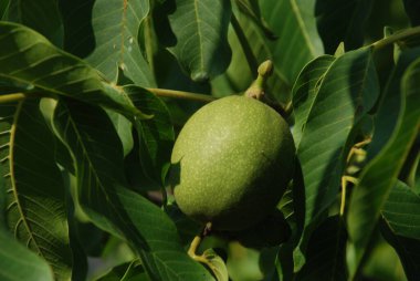 Ceviz, o da ceviz (Juglans regia L.)