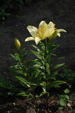  Lily (Lilium, Ukraynalı halk ismi Lily)  