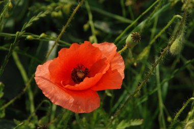  Oriental haşhaş (gelincik orientale) 