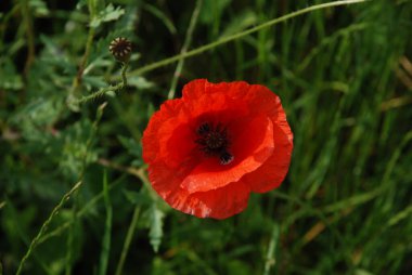  Oriental haşhaş (gelincik orientale) 