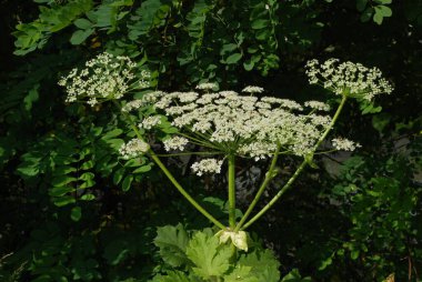 Borschivnik Sosnowski (Heracleum sosnowskyi Manden.)