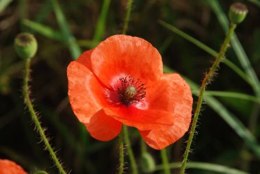  Oriental haşhaş (gelincik orientale) 