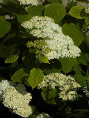 Hydrangea (Hydrangea) is a genus of flowering plants of the Hydrangea family          