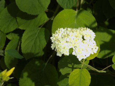 Hydrangea (Hydrangea) is a genus of flowering plants of the Hydrangea family          