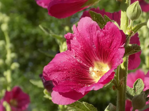 Malva, veya mallow (lat. Mlva)           