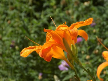  Lily (Lilium, Ukraynalı halk ismi Lily)  
