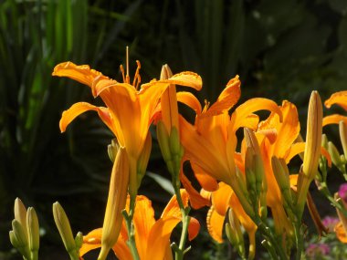  Lily (Lilium, Ukraynalı halk ismi Lily)  
