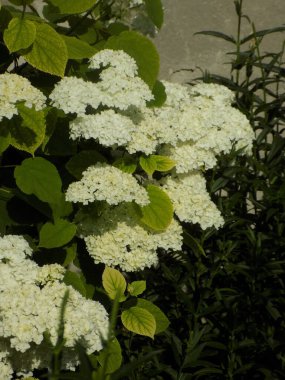 Hydrangea (Hydrangea) is a genus of flowering plants of the Hydrangea family          