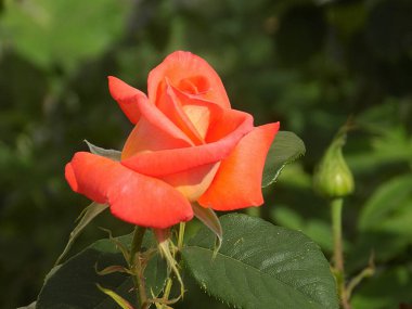 Karahindiba, karahindiba, Asteraceae ailesinin karahindiba familyasından uzun ömürlü bir bitkidir.