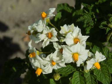  Potato (Solanum tuberosum), dial. potato, barabol.Potato flowers          clipart