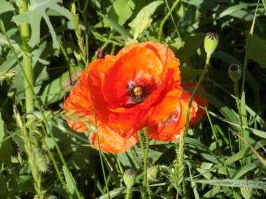 Oriental haşhaş (gelincik orientale)          