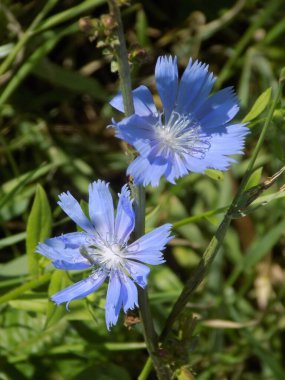 Centaurea, Saster familyasından bir bitki cinsidir.          