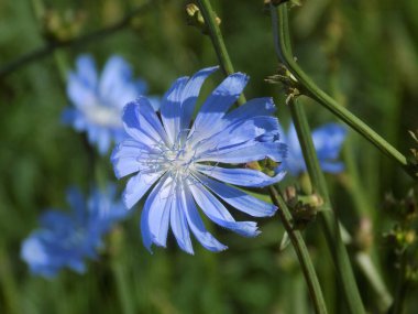 Centaurea, Saster familyasından bir bitki cinsidir.          