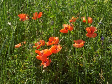 Oriental haşhaş (gelincik orientale)          