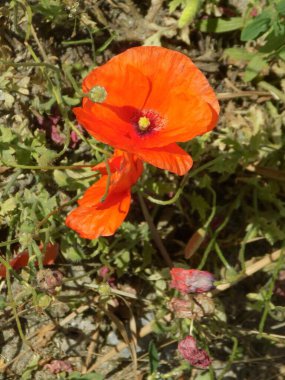 Oriental haşhaş (gelincik orientale)          