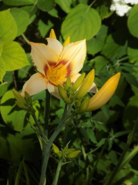  Lily (Lilium, Ukraynalı halk ismi Lily)  