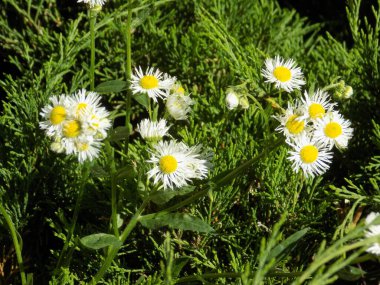 Papatya çayı ya da papatya çayı her yıl yüksek dallı bir bitki cinsidir.