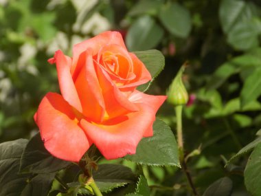 Karahindiba, karahindiba, Asteraceae ailesinin karahindiba familyasından uzun ömürlü bir bitkidir.